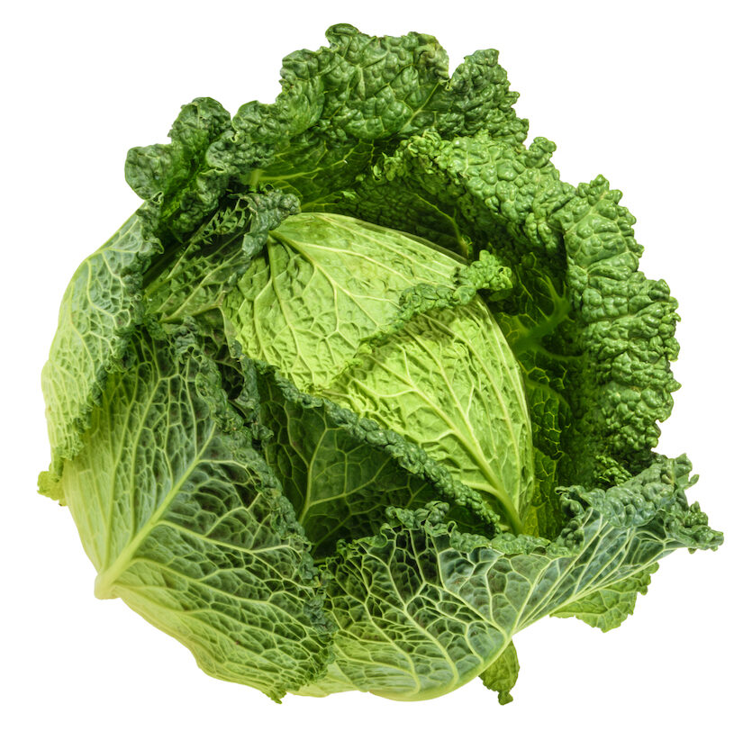 Savoy cabbage isolated without shadow