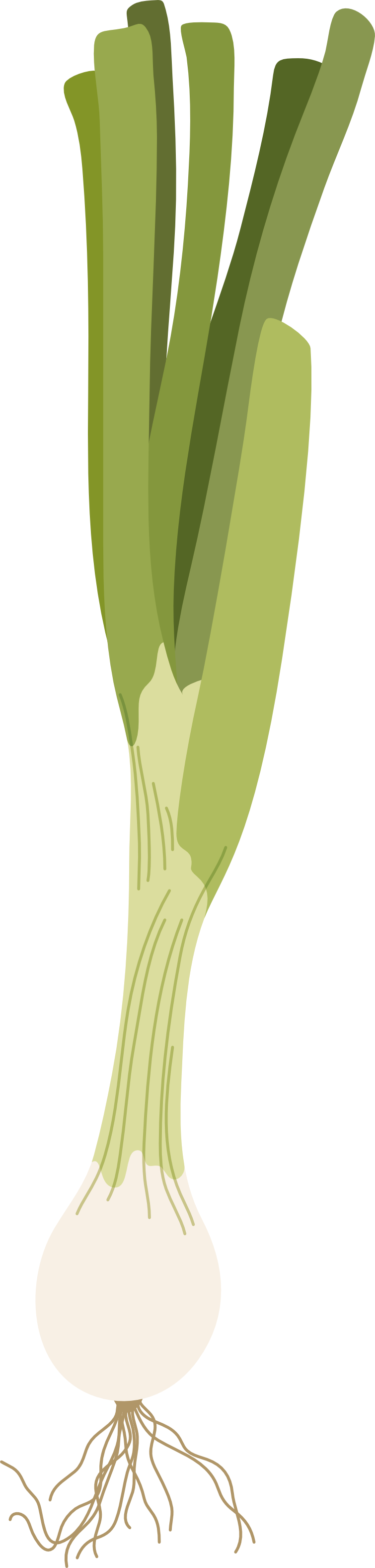 spring-onion icon