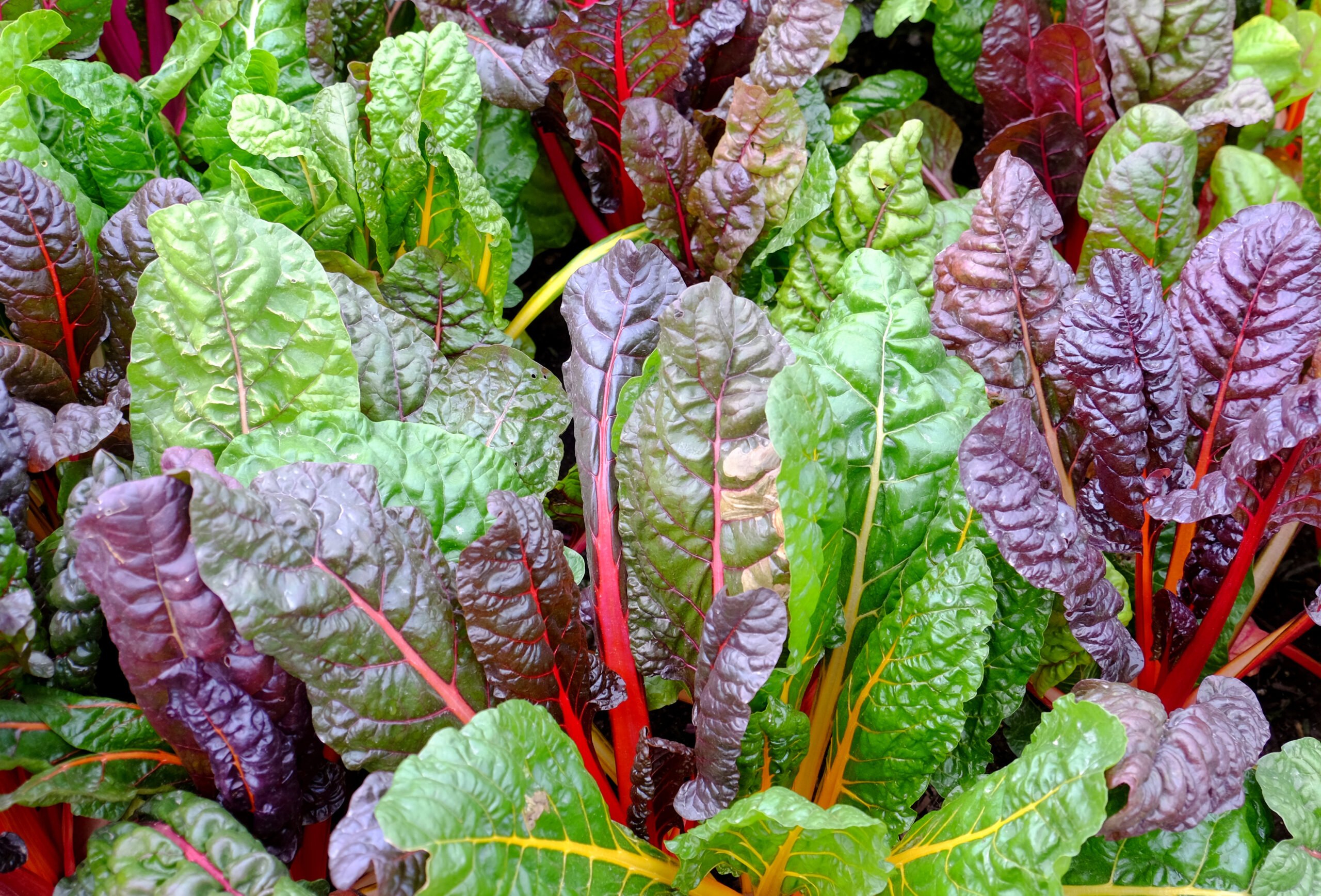 Swiss,Chard,Growing